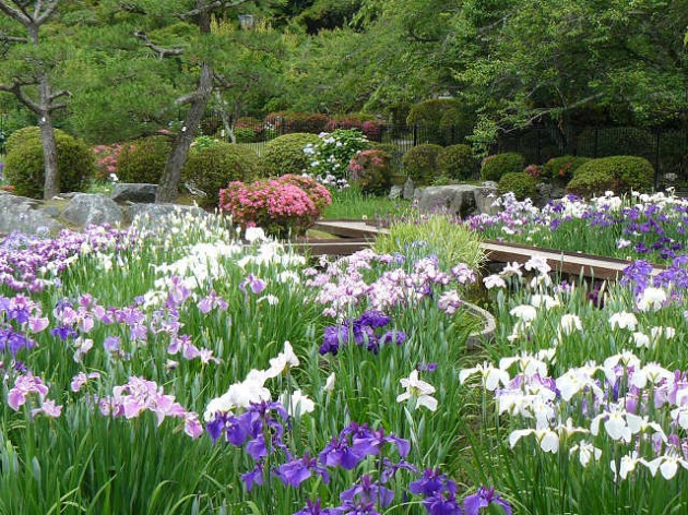菖蒲園