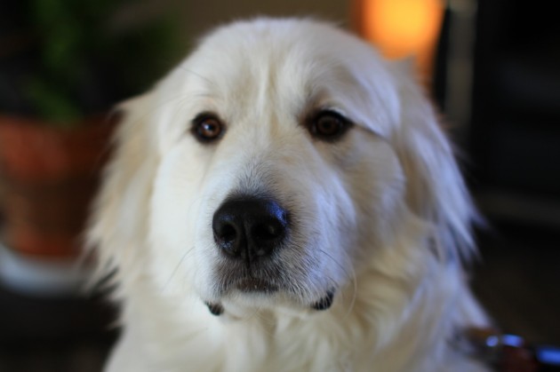 心のリゾート海の別邸ふる川：看板犬モコちゃん