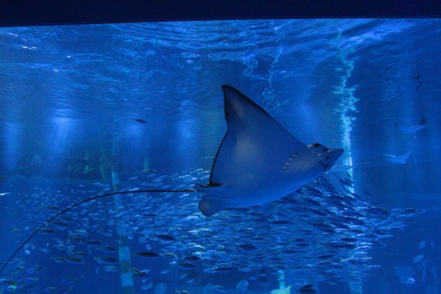 neko_7D_20110917_0221