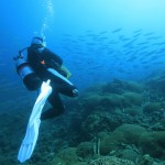 日本でも屈指の透明度を誇る「屋久島」で楽しむおすすめダイビングプラン