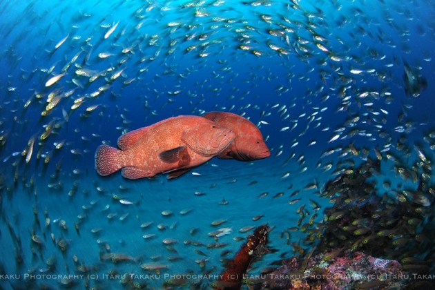 ダイビング半日２