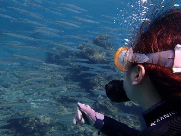 ファンダイビング２