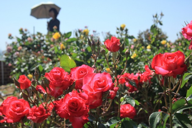 よしうみバラ公園