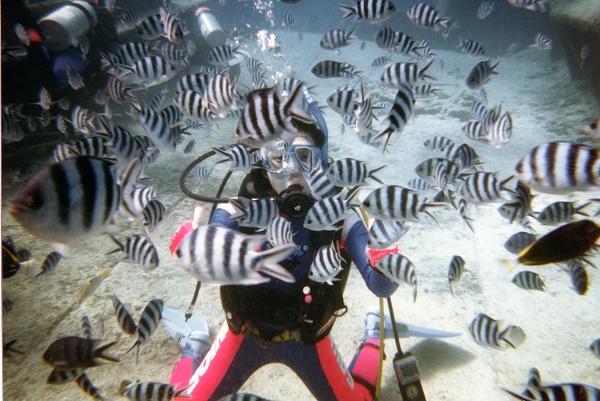 momokai魚の餌付け