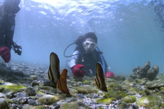 ファンダイビング１