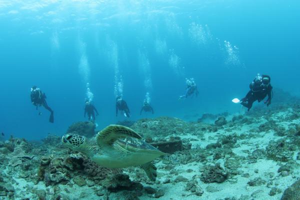 ダイビング1日２