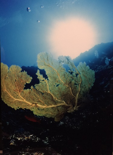 momokaiサンゴ礁2