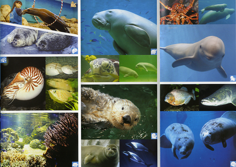 鳥羽水族館様々な生物