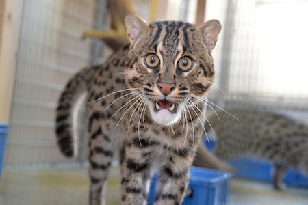鳥羽水族館スナドリネコ