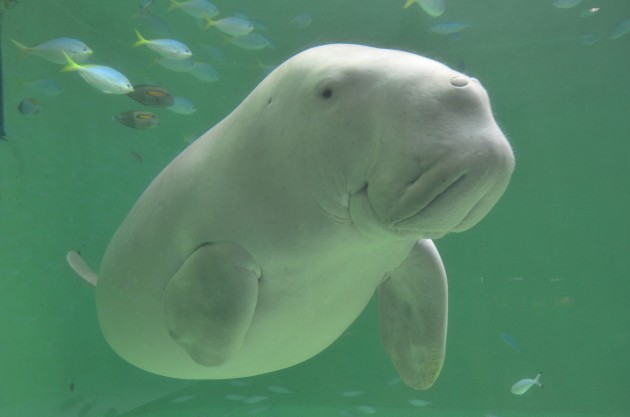 鳥羽水族館ジュゴン