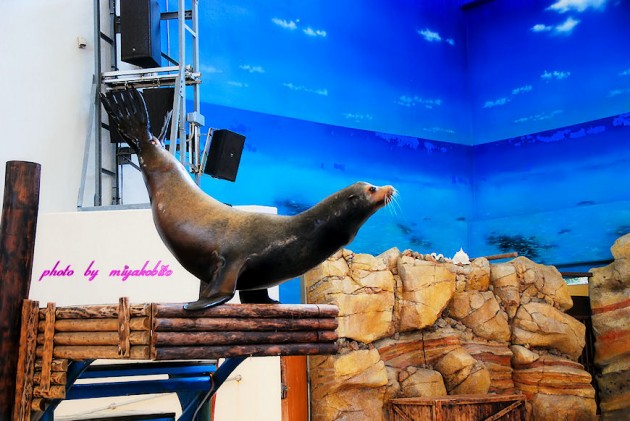 鳥羽水族館アシカ