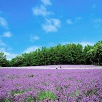 いざ北の大地へ！絶景と美食が堪能できる「北海道の宿」おすすめ６選