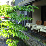 気軽にフレンチを楽しめる「関西の街角のビストロ」おすすめ４選