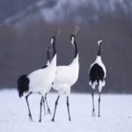 【北海道へ新婚旅行】千葉県から北海道への新婚旅行レポート