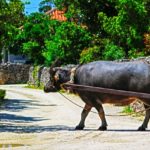 【石垣島へ新婚旅行】東京都から沖縄県の石垣島への新婚旅行レポート